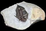 Rare, Encrinurus Trilobite From Malvern England #130197-1